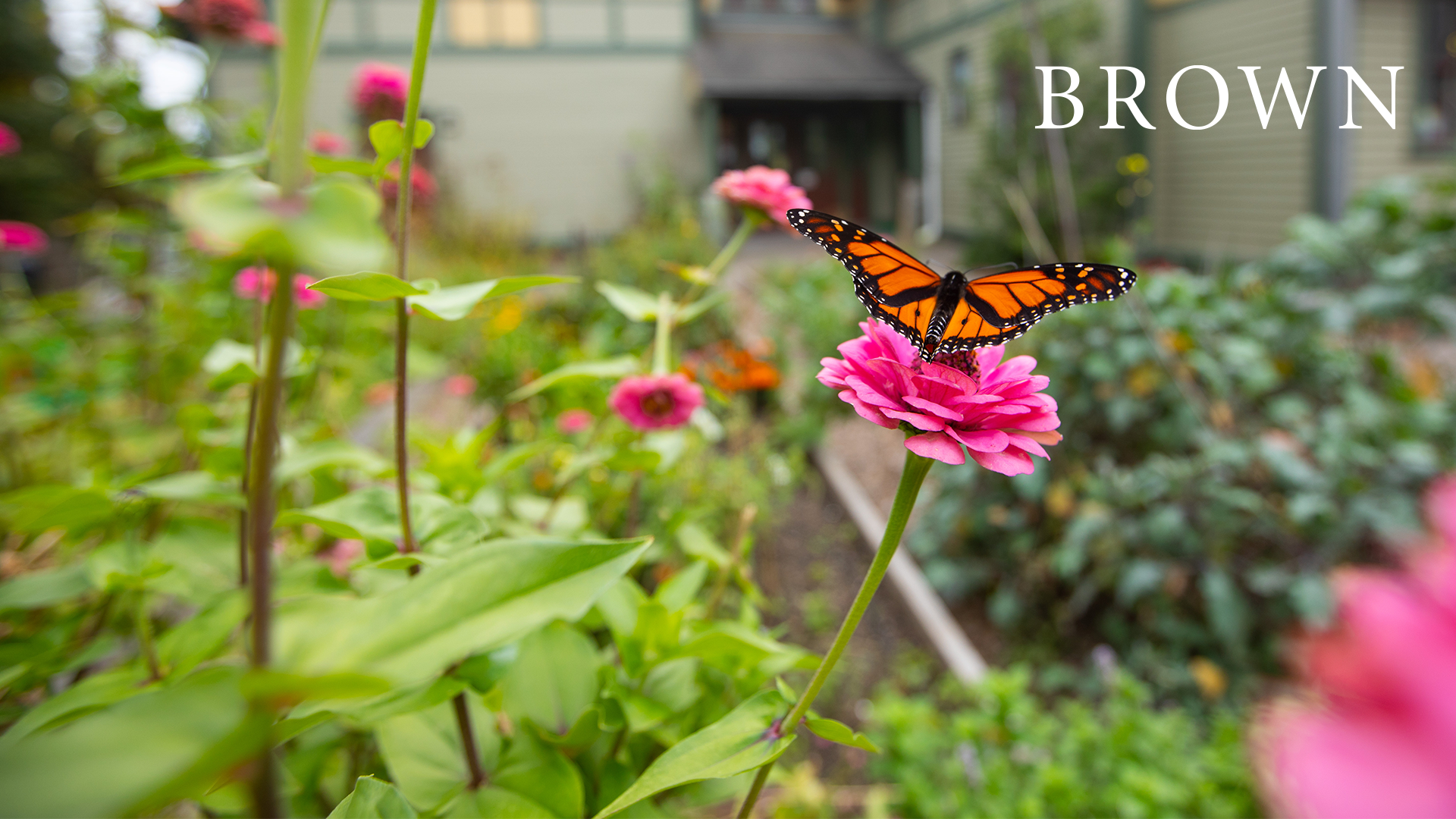 butterfly at brown